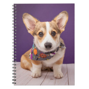 Cutest Baby Animals   Halloween Corgi Notebook