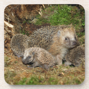 Cutest Baby Animals   Hedgehog Family Coaster