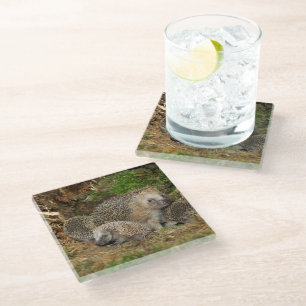 Cutest Baby Animals Hedgehog Family Glass Coaster