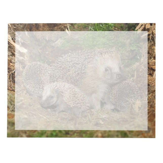 Cutest Baby Animals | Hedgehog Family Notepad (Front)