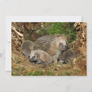 Cutest Baby Animals Hedgehog Family Thank You Card