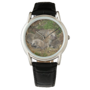 Cutest Baby Animals Hedgehog Family Watch