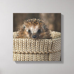 Cutest Baby Animals Hedgehog in a Basket Canvas Print