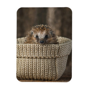 Cutest Baby Animals   Hedgehog in a Basket Magnet