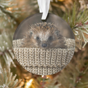Cutest Baby Animals Hedgehog in a Basket Ornament