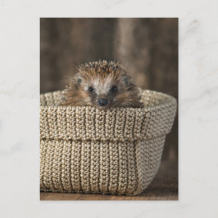 Cutest Baby Animals   Hedgehog in a Basket Postcard