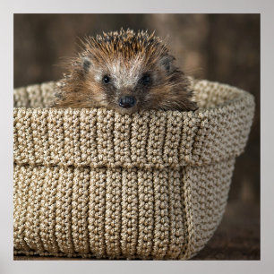 Cutest Baby Animals   Hedgehog in a Basket Poster