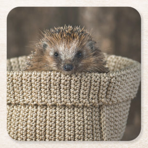 Cutest Baby Animals Hedgehog in a Basket Square Paper Coaster