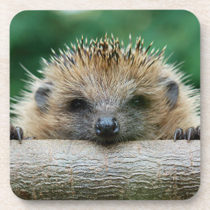 Cutest Baby Animals   Hedgehog Smile Coaster