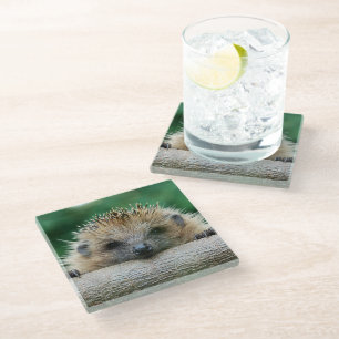 Cutest Baby Animals Hedgehog Smile Glass Coaster