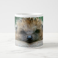 Cutest Baby Animals | Hedgehog Smile