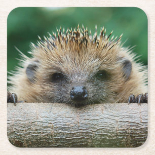 Cutest Baby Animals Hedgehog Smile Square Paper Coaster