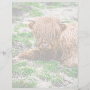 Cutest Baby Animals   Highland Cow Calf