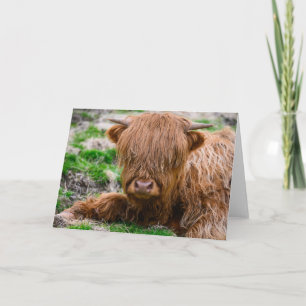 Cutest Baby Animals   Highland Cow Calf Card