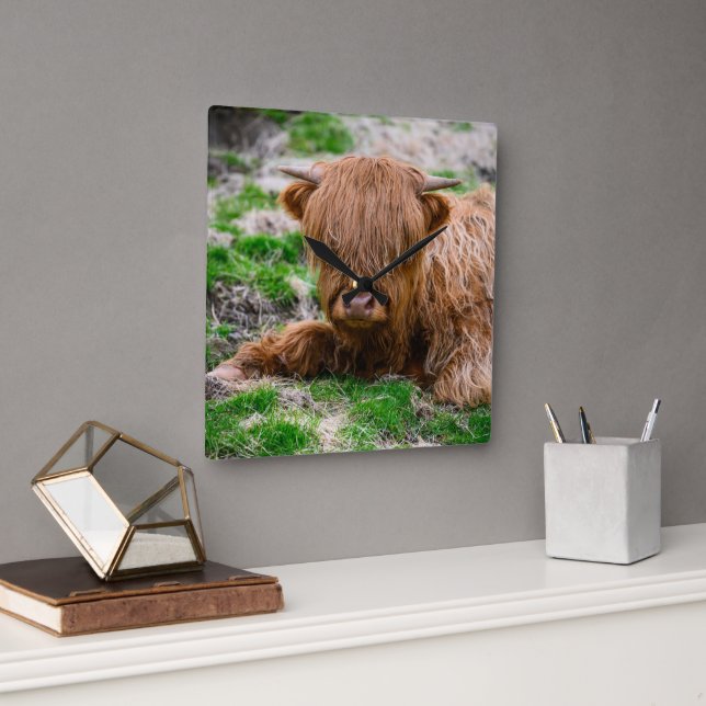 Cutest Baby Animals | Highland Cow Calf Square Wall Clock (Office)