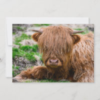 Cutest Baby Animals | Highland Cow Calf