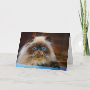 Cutest Baby Animals   Himalayan Cat Card