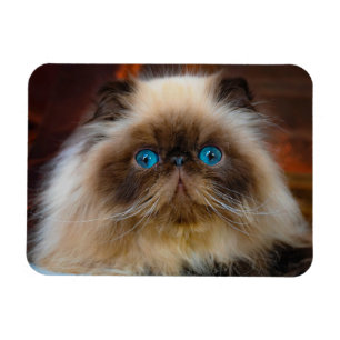 Cutest Baby Animals Himalayan Cat Magnet