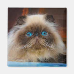Cutest Baby Animals   Himalayan Cat Magnet