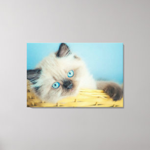 Cutest Baby Animals   Himalayan Seal Point Cat Canvas Print