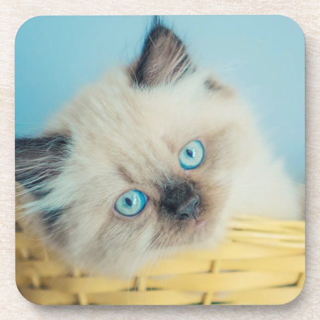 Cutest Baby Animals | Himalayan Seal Point Cat Coaster (Front)