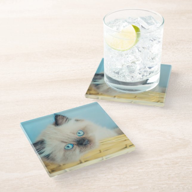 Cutest Baby Animals | Himalayan Seal Point Cat Glass Coaster (Angled)