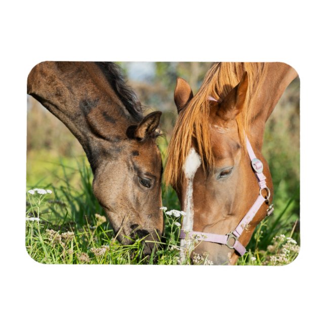 Cutest Baby Animals | Horse Colt Magnet (Horizontal)