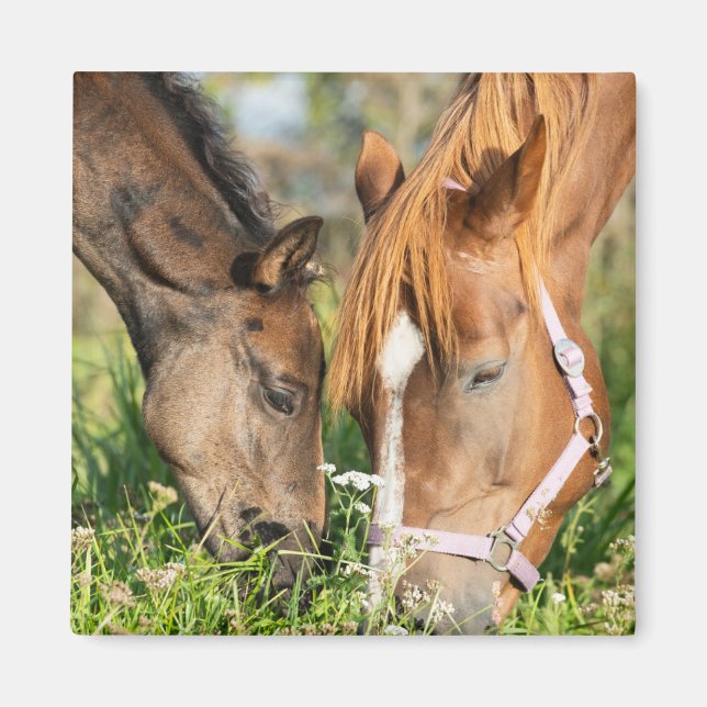 Cutest Baby Animals | Horse Colt Magnet (Front)