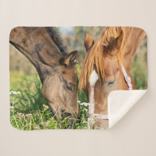 Cutest Baby Animals Horse Colt Sherpa Blanket