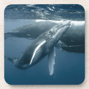 Cutest Baby Animals   Humpback Whale Calf Coaster