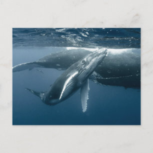 Cutest Baby Animals Humpback Whale Calf Postcard
