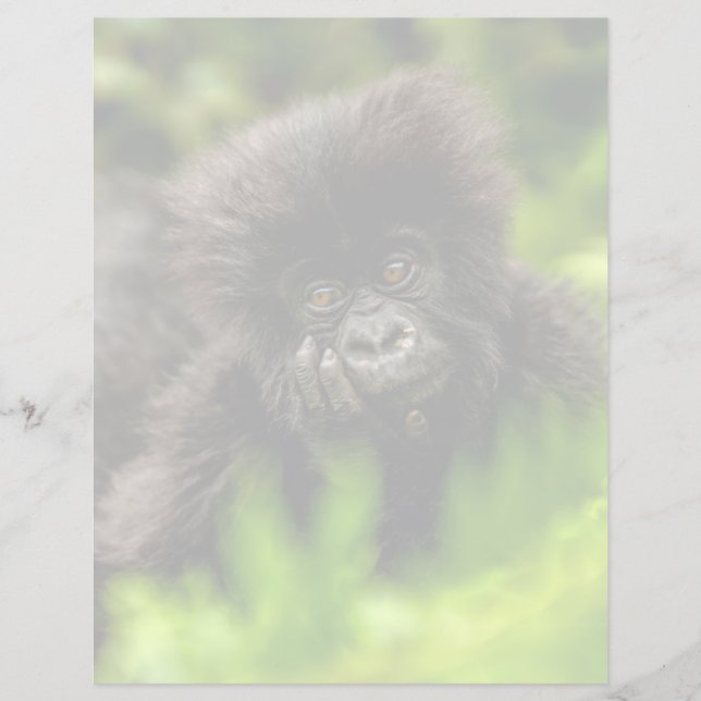 Cutest Baby Animals | Infant Mountain Gorilla (Front)