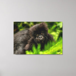 Cutest Baby Animals   Infant Mountain Gorilla Canvas Print
