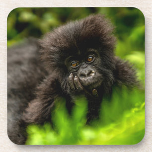 Cutest Baby Animals Infant Mountain Gorilla Coaster