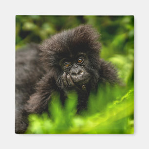 Cutest Baby Animals Infant Mountain Gorilla Magnet