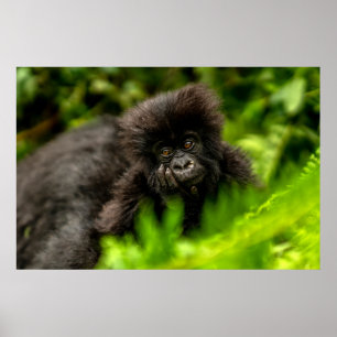 Cutest Baby Animals Infant Mountain Gorilla Poster