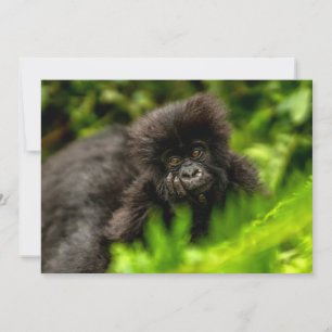 Cutest Baby Animals Infant Mountain Gorilla Thank You Card