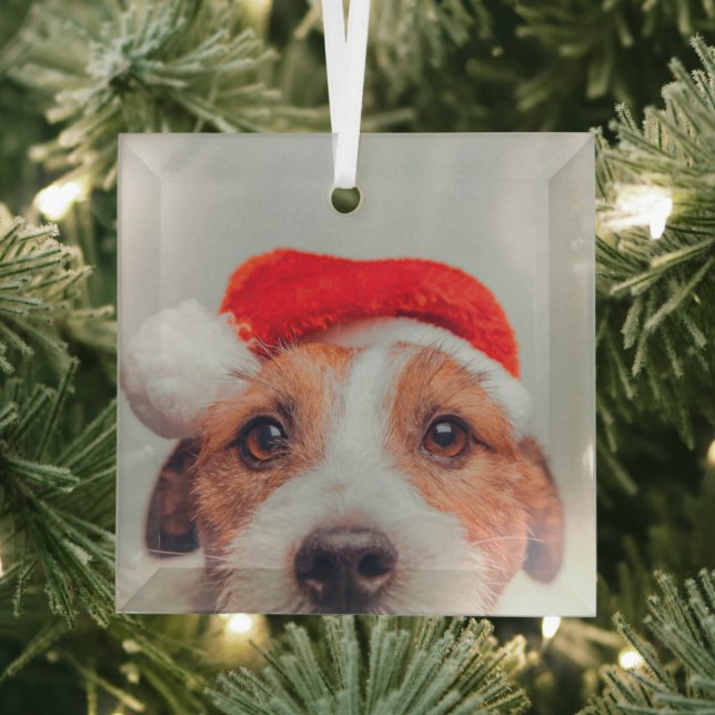 Cutest Baby Animals | Jack Russell Dog Santa Claus Glass Tree Decoration (Insitu)