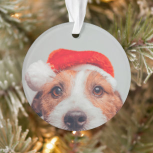 Cutest Baby Animals   Jack Russell Dog Santa Claus Ornament
