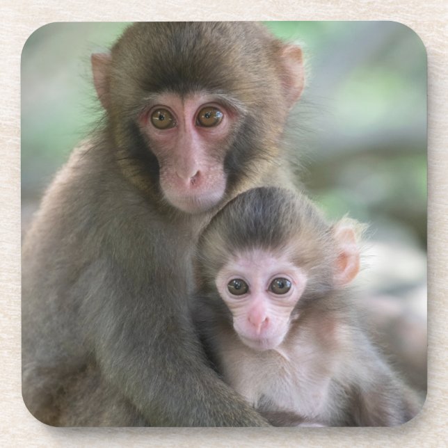 Cutest Baby Animals | Japanese Monkeys Coaster (Front)