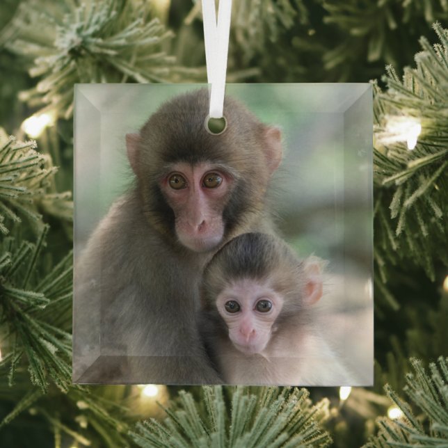 Cutest Baby Animals | Japanese Monkeys Glass Tree Decoration (Insitu)