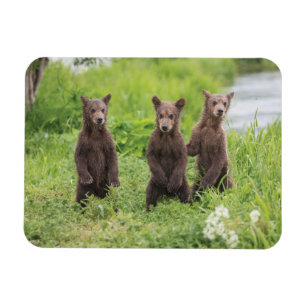 Cutest Baby Animals Kamchatka Brown Bear Cubs Magnet