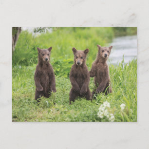 Cutest Baby Animals Kamchatka Brown Bear Cubs Postcard