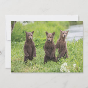 Cutest Baby Animals Kamchatka Brown Bear Cubs Thank You Card