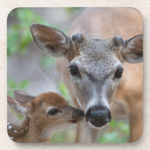 Cutest Baby Animals   Key Deer Stag & Fawn Coaster