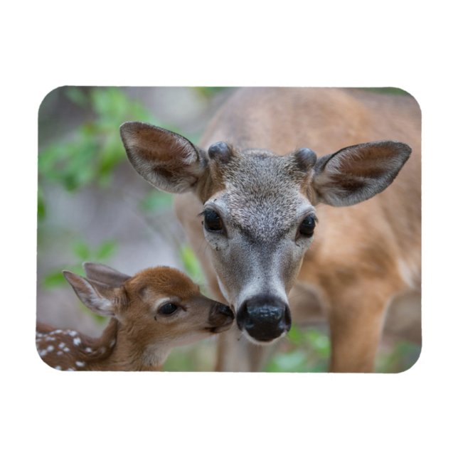 Cutest Baby Animals | Key Deer Stag & Fawn Magnet (Horizontal)