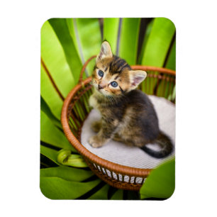 Cutest Baby Animals Kitten in Basket Magnet