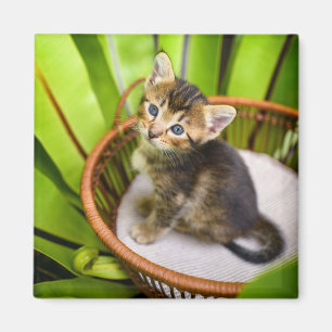Cutest Baby Animals Kitten in Basket Magnet
