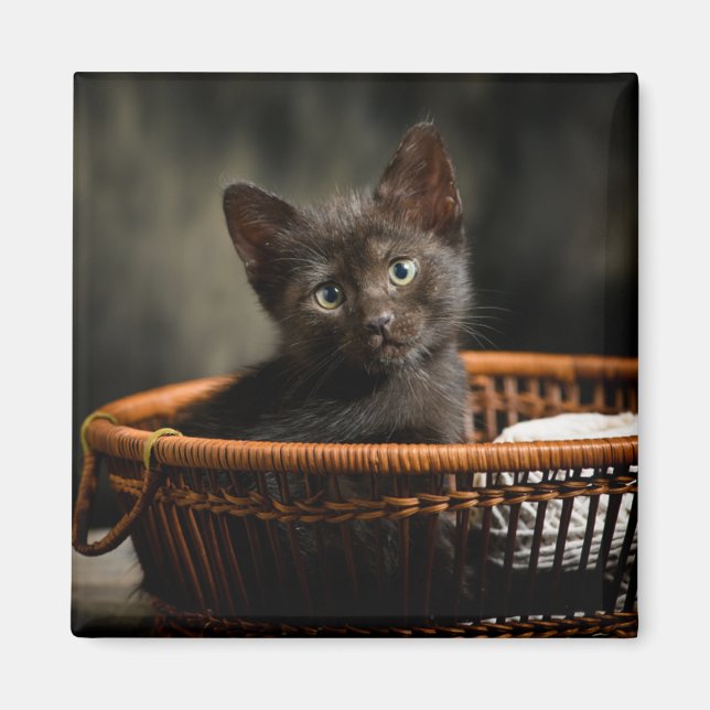 Cutest Baby Animals | Kitten in Basket Magnet (Front)