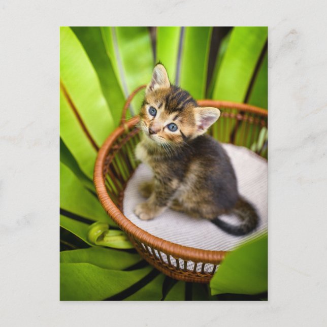 Cutest Baby Animals | Kitten in Basket Postcard (Front)